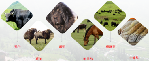 【甘南政府招商推介】搶占綠色崛起制高點，加快創建國家全域旅游示范區