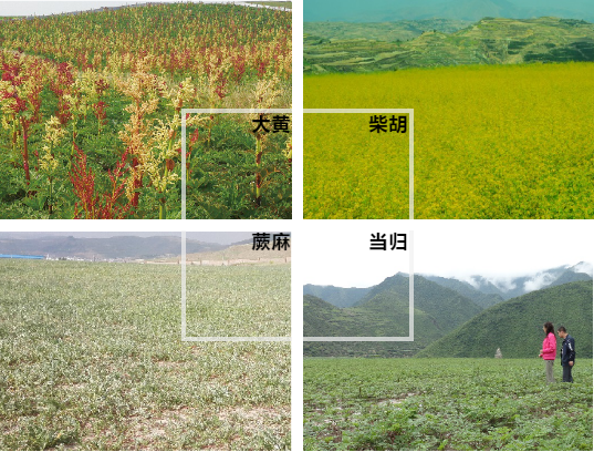 【甘南政府招商推介】立足生態(tài)優(yōu)勢，推動綠色發(fā)展，打造青藏高原上的生態(tài)文明高地