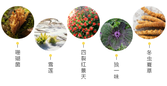【甘南政府招商推介】立足生態(tài)優(yōu)勢，推動綠色發(fā)展，打造青藏高原上的生態(tài)文明高地