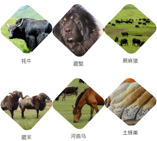【甘南政府招商推介】立足生態(tài)優(yōu)勢，推動綠色發(fā)展，打造青藏高原上的生態(tài)文明高地