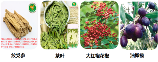東方龍商務(wù)集團(tuán)全力助推甘肅隴南文縣委托招商招商引資，重點(diǎn)構(gòu)建特色農(nóng)業(yè)、優(yōu)勢(shì)工業(yè)、文旅康養(yǎng)三大產(chǎn)業(yè)集群