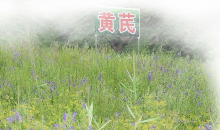 集團全力助推陜西榆林子洲縣委托招商引資，打造特色產業集聚地