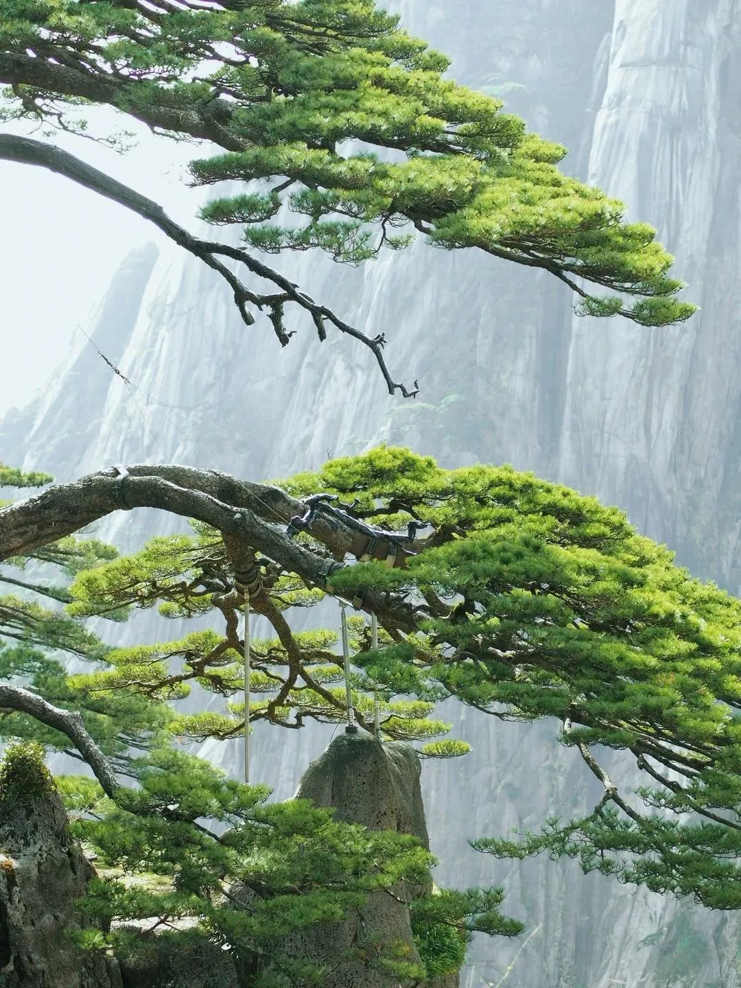 東方龍商務(wù)與春天有個約會！集團(tuán)100余人赴安徽黃山“團(tuán)建”，太嗨了！“奔跑二季度”——我們準(zhǔn)備好了！