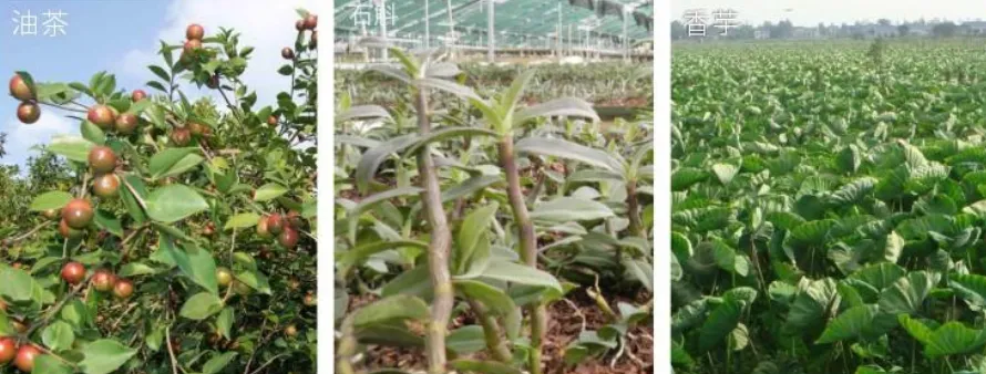 集團全力助推廣西賀州昭平縣委托招商引資，助力產業(yè)蝶變升級！