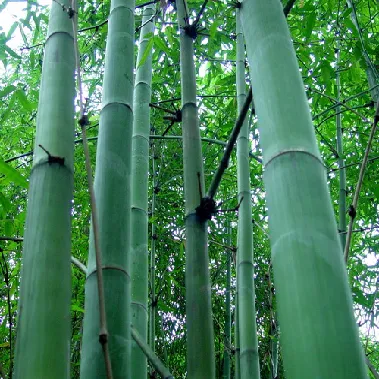 集團全力助推廣西賀州昭平縣委托招商引資，助力產業(yè)蝶變升級！