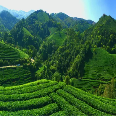集團全力助推廣西賀州昭平縣委托招商引資，助力產業(yè)蝶變升級！
